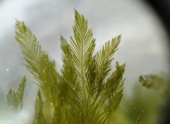 Bryopsis corticulans