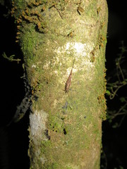 Nesomachilis