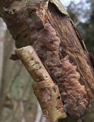 Exidia thuretiana