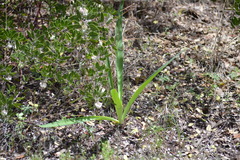 Prochnyanthes mexicana