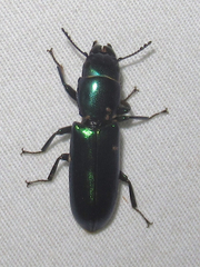 Temnoscheila acuta