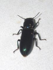 Temnoscheila acuta