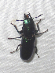 Temnoscheila acuta