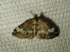 Perizoma alchemillata