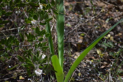 Prochnyanthes mexicana