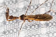 Stenolemoides arizonensis