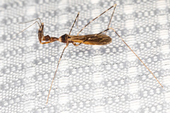 Stenolemoides arizonensis