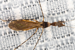 Stenolemoides arizonensis