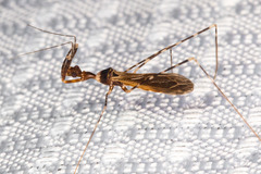 Stenolemoides arizonensis