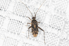 Phytocoris difformis