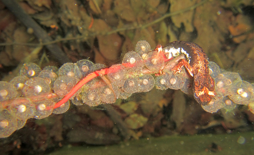 Northern Spectacled Salamander, photo 5 of 10