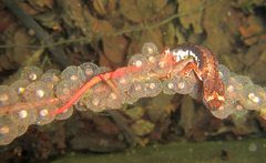 Northern Spectacled Salamander photo 5