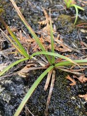 Carex richardsonii