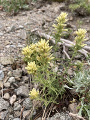 Castilleja pilosa