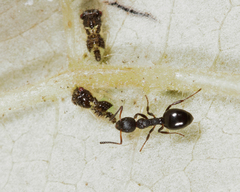 Dolichoderus pustulatus
