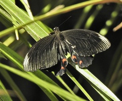 Papilio ambrax