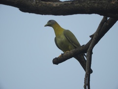Treron phoenicopterus