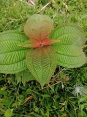 Miconia