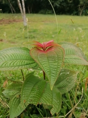 Miconia
