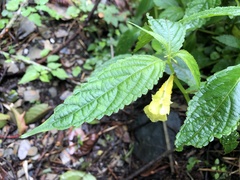 Impatiens tayemonii
