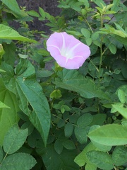 Calystegia sepium spectabilis