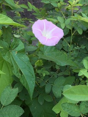 Calystegia sepium spectabilis