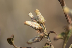 Baccharis sordescens