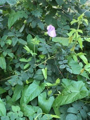 Calystegia sepium spectabilis