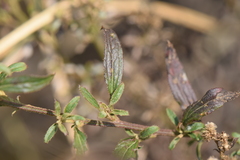 Baccharis sordescens