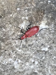 Rhyphonemognatha rufa