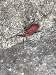 Rhyphonemognatha rufa