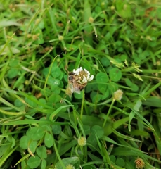 Apis mellifera