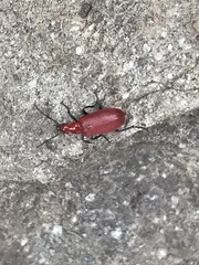 Rhyphonemognatha rufa