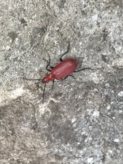 Rhyphonemognatha rufa