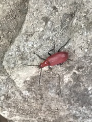 Rhyphonemognatha rufa