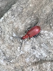 Rhyphonemognatha rufa