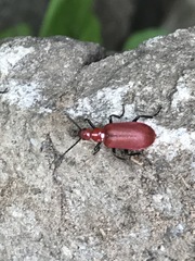 Rhyphonemognatha rufa