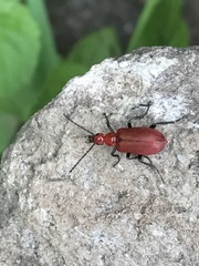 Rhyphonemognatha rufa