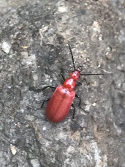 Rhyphonemognatha rufa