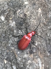 Rhyphonemognatha rufa