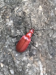 Rhyphonemognatha rufa