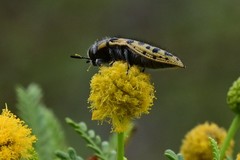 Acmaeodera princeps