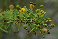 Acmaeodera princeps