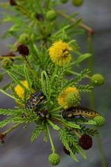 Acmaeodera princeps