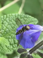 Fazia micrura