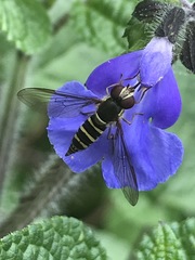 Fazia micrura