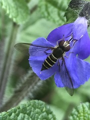 Fazia micrura
