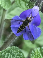 Fazia micrura