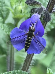 Fazia micrura