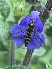 Fazia micrura
